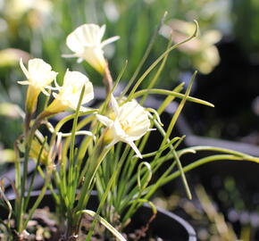 Narcis 'Spoirot'