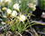 Narcis 'Spoirot'