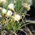 Narcissus bulbocodium 'Spoirot'.JPG