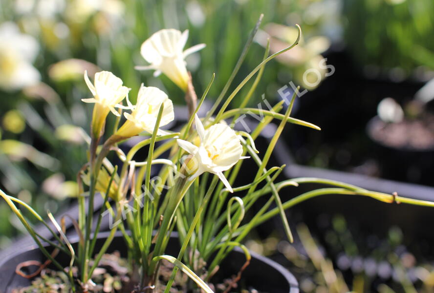 Narcis 'Spoirot' - Narcissus bulbocodium 'Spoirot'