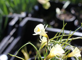 Narcis 'Spoirot' - Narcissus bulbocodium 'Spoirot'