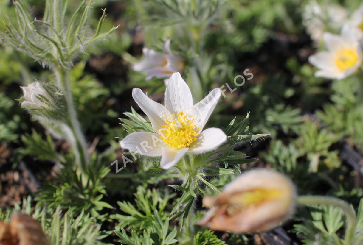 Koniklec obecný 'Bells White' - Pulsatilla vulgaris 'Bells White'