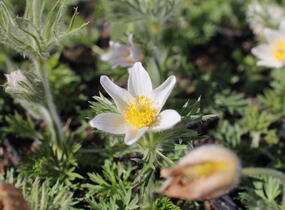 Koniklec obecný 'Bells White' - Pulsatilla vulgaris 'Bells White'