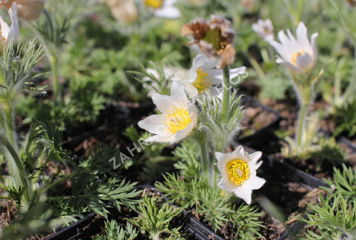 Koniklec obecný 'Bells White' - Pulsatilla vulgaris 'Bells White'