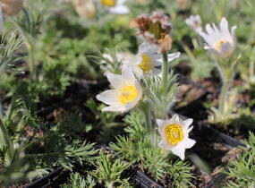 Koniklec obecný 'Bells White' - Pulsatilla vulgaris 'Bells White'