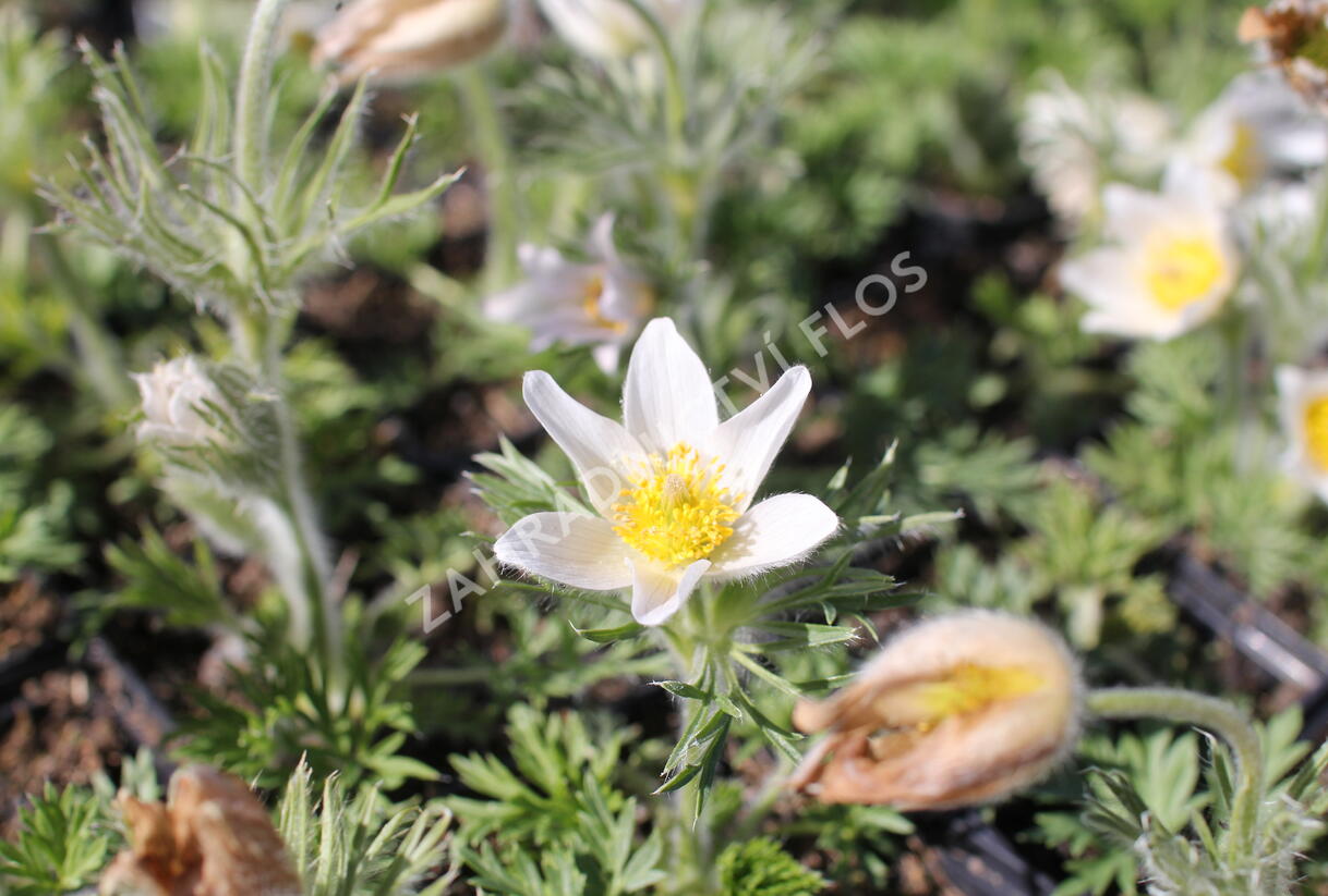 Koniklec obecný 'Bells White' - Pulsatilla vulgaris 'Bells White'