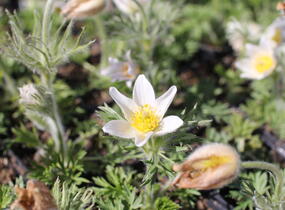 Koniklec obecný 'Bells White' - Pulsatilla vulgaris 'Bells White'