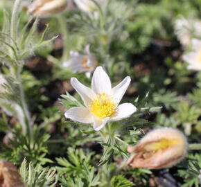 Koniklec obecný 'Bells White'