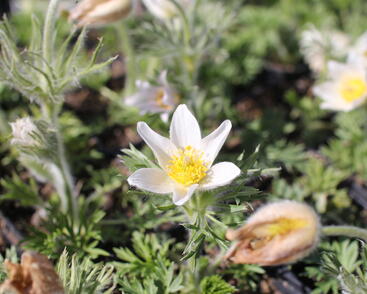 Koniklec obecný 'Bells White'