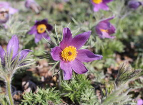 Koniklec obecný 'Bells Violet' - Pulsatilla vulgaris 'Bells Violet'