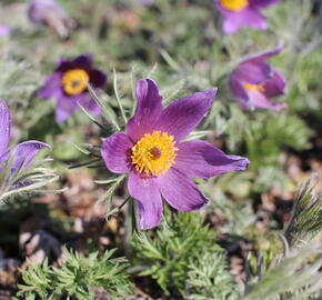 Koniklec obecný 'Bells Violet'