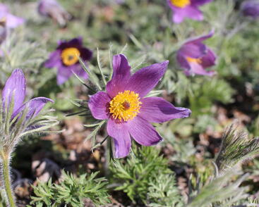 Koniklec obecný 'Bells Violet'
