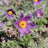 Pulsatilla vulgaris 'Bells Violet'.JPG