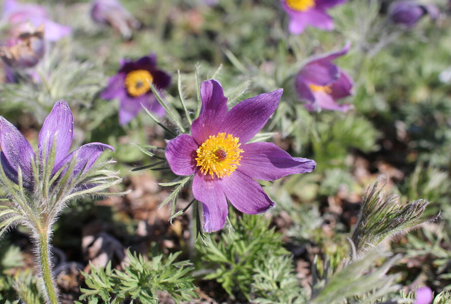 Koniklec obecný 'Bells Violet' - Pulsatilla vulgaris 'Bells Violet'
