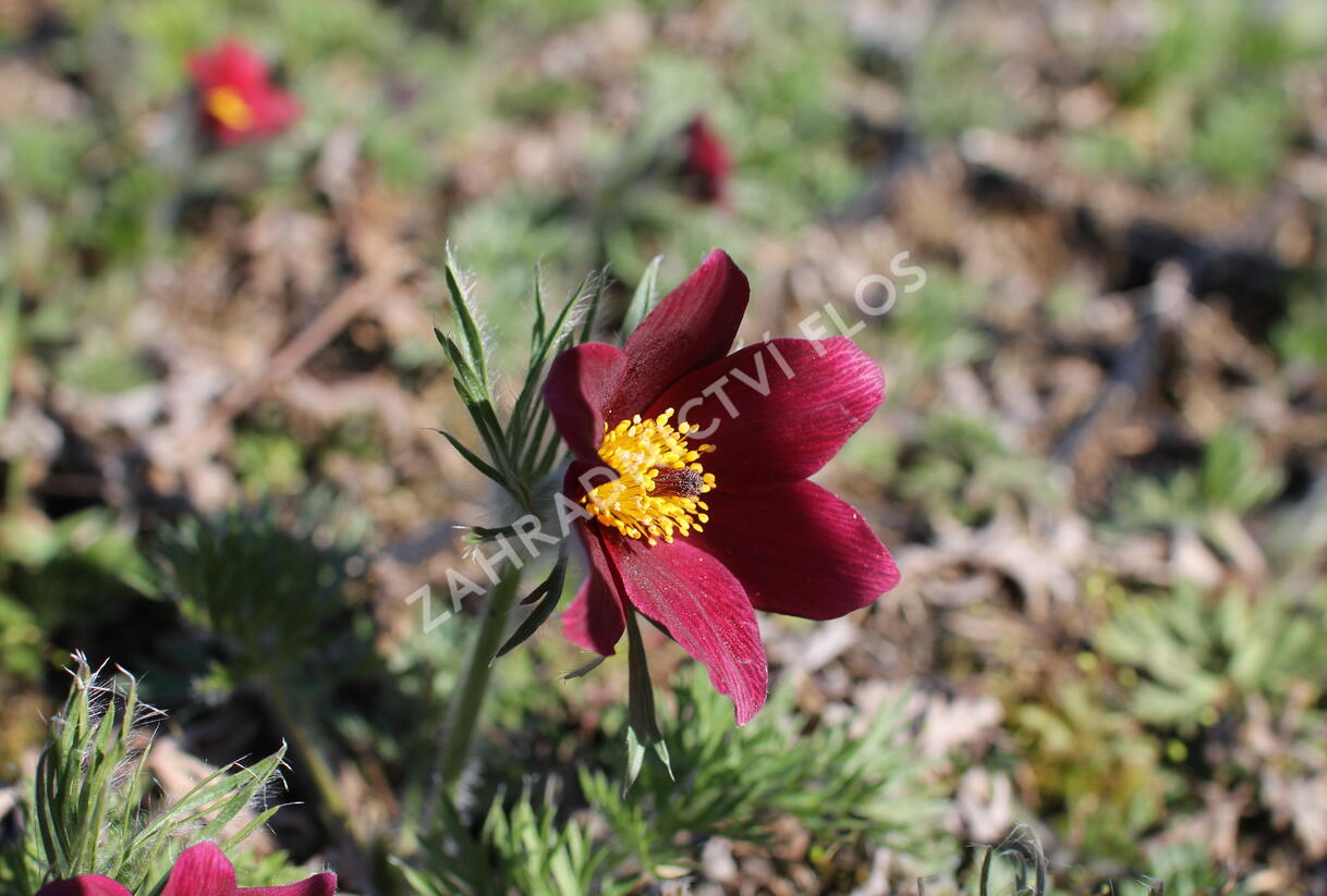 Koniklec obecný 'Bells Red' - Pulsatilla vulgaris 'Bells Red'