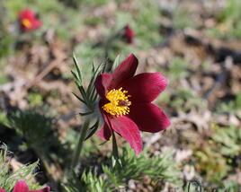 Koniklec obecný 'Bells Red'