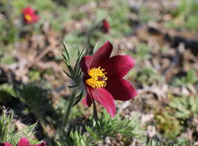 Koniklec obecný 'Bells Red' - Pulsatilla vulgaris 'Bells Red'