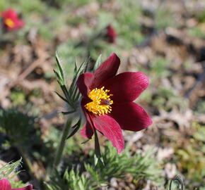 Koniklec obecný 'Bells Red'