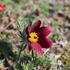 Pulsatilla vulgaris 'Bells Red'.JPG
