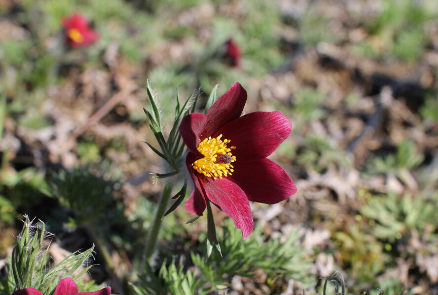 Koniklec obecný 'Bells Red' - Pulsatilla vulgaris 'Bells Red'