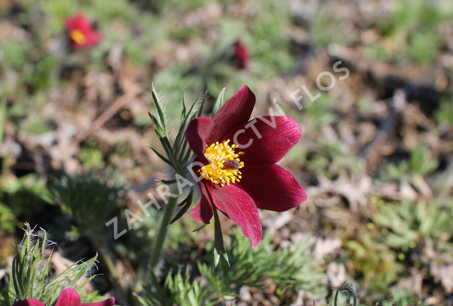 Koniklec obecný 'Bells Red' - Pulsatilla vulgaris 'Bells Red'