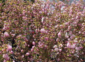 Višeň žláznatá 'Rosea Plena' - Prunus glandulosa 'Rosea Plena'