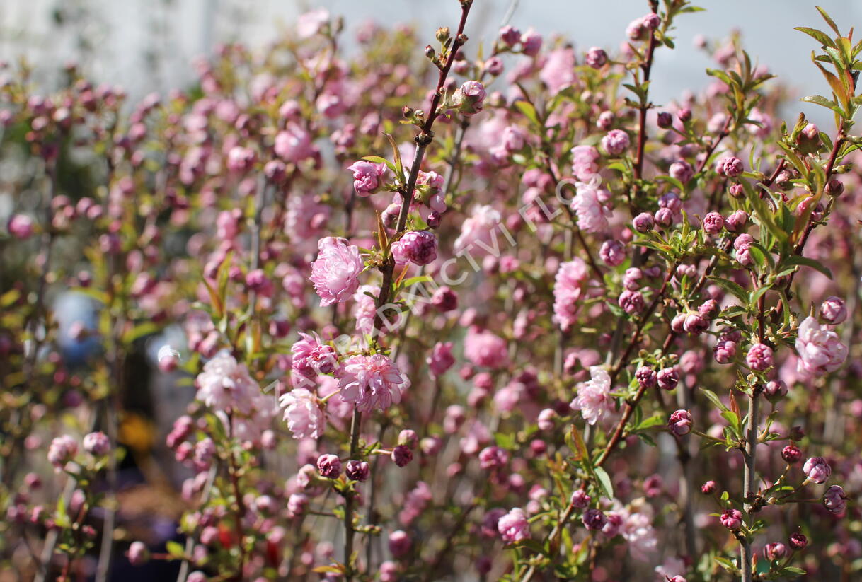 Višeň žláznatá 'Rosea Plena' - Prunus glandulosa 'Rosea Plena'