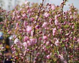 Višeň žláznatá 'Rosea Plena'