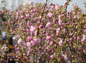 Višeň žláznatá 'Rosea Plena' - Prunus glandulosa 'Rosea Plena'