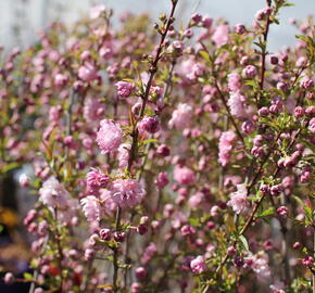 Višeň žláznatá 'Rosea Plena'