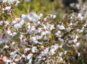 Slivoň vyříznutá 'Kojou-no-mai' - Prunus incisa 'Kojou-no-mai'