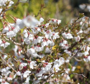 Slivoň vyříznutá 'Kojou-no-mai'