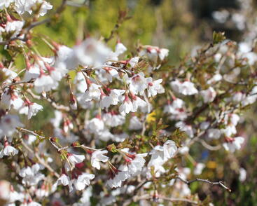 Slivoň vyříznutá 'Kojou-no-mai'
