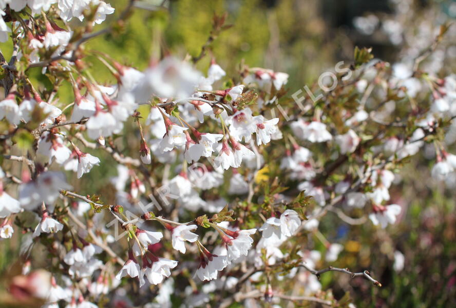 Slivoň vyříznutá 'Kojou-no-mai' - Prunus incisa 'Kojou-no-mai'
