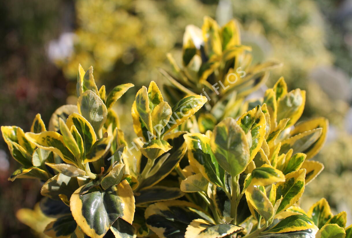 Brslen japonský 'Marieke' - Euonymus japonicus 'Marieke'