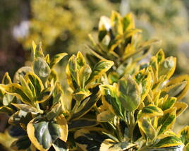 Brslen japonský 'Marieke'