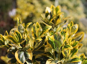 Brslen japonský 'Marieke' - Euonymus japonicus 'Marieke'