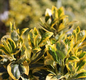 Brslen japonský 'Marieke'