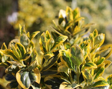 Brslen japonský 'Marieke'