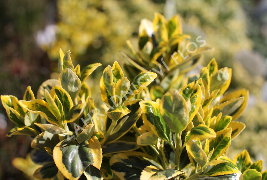 Brslen japonský 'Marieke' - Euonymus japonicus 'Marieke'