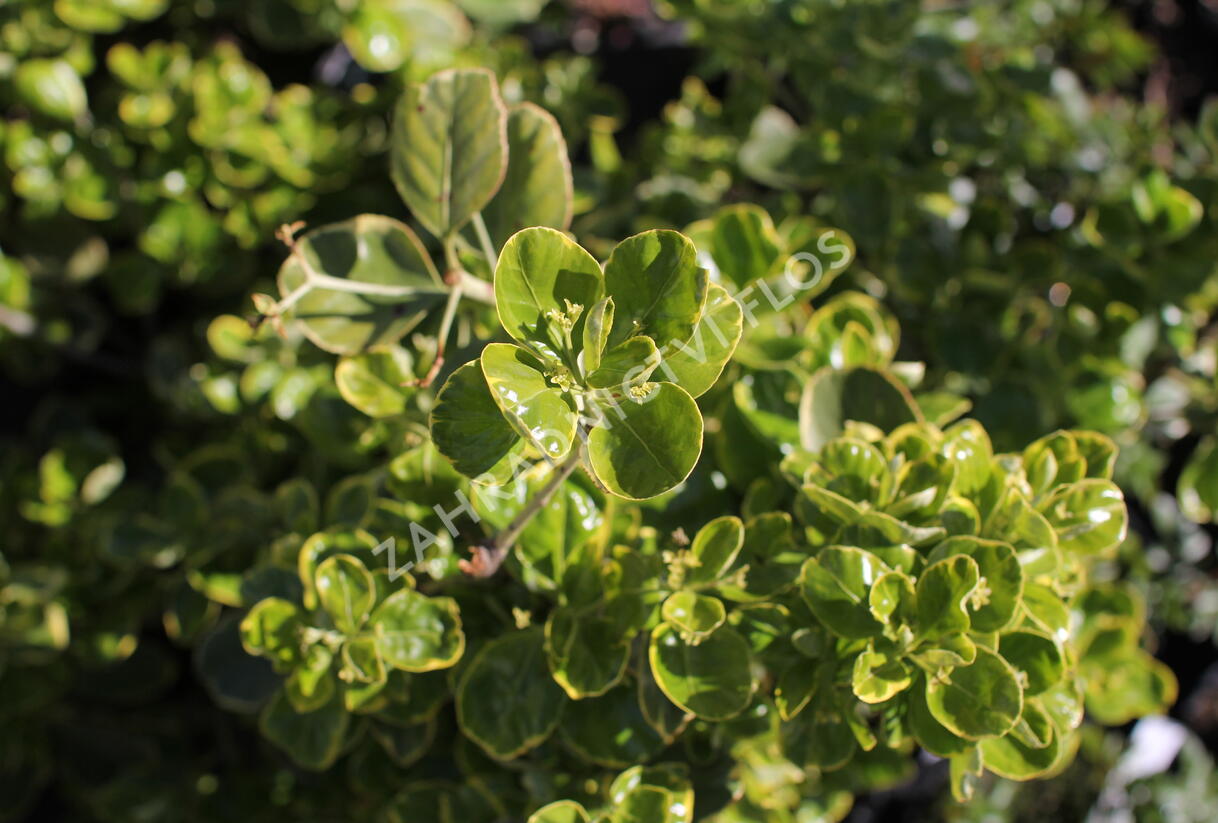 Brslen japonský 'President Gauthier' - Euonymus japonicus 'President Gauthier'