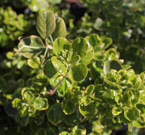 Brslen japonský 'President Gauthier'