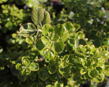 Brslen japonský 'President Gauthier'