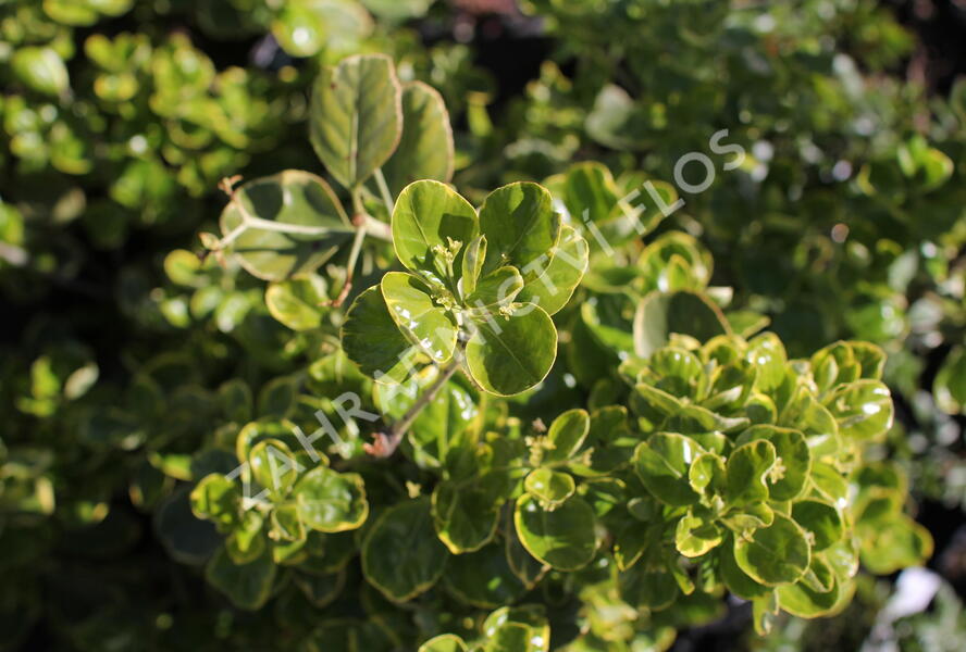 Brslen japonský 'President Gauthier' - Euonymus japonicus 'President Gauthier'