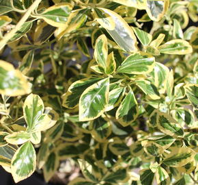 Brslen japonský 'Bravo'