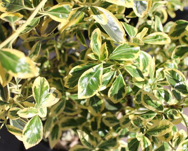 Brslen japonský 'Bravo'