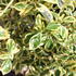 Euonymus japonicus 'Bravo'_1.JPG