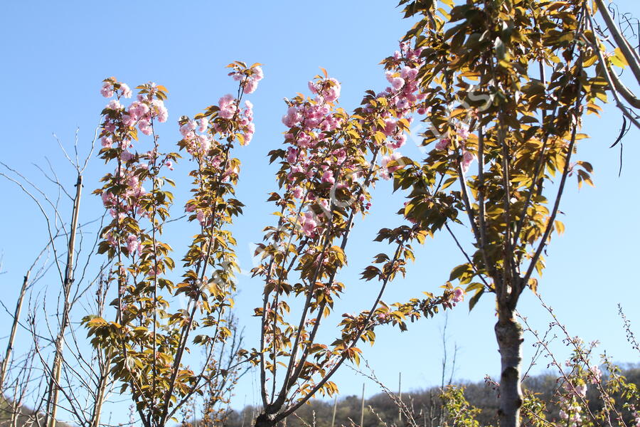 Višeň pilovitá, sakura 'Kanzan' - Prunus serrulata 'Kanzan'