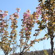 Višeň pilovitá, sakura 'Kanzan' - Prunus serrulata 'Kanzan'