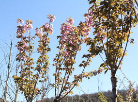 Višeň pilovitá, sakura 'Kanzan' - Prunus serrulata 'Kanzan'